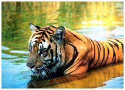 India & Nepal Wildlife Tour