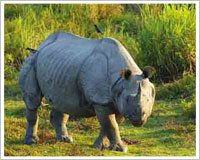 Jaldapara Wildlife Sanctuary