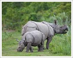 Kaziranga national park