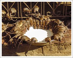 rat-temple-in-bikaner