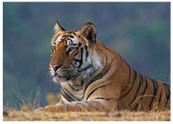 Bandhavgarh Tigers Tour